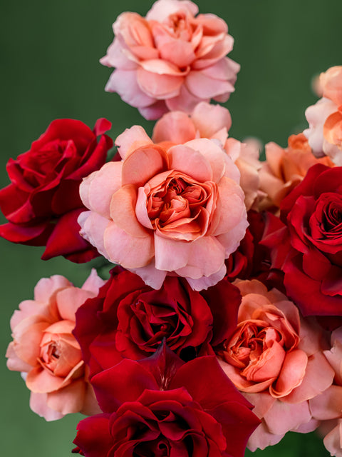 AMOUR ECLAIR - BLISS FLOWER BOUTIQUE