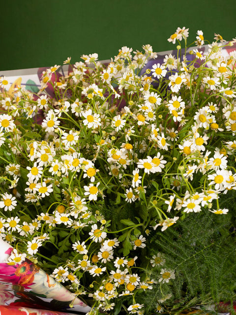 CAPRI LIMONCELLO - BLISS FLOWER BOUTIQUE