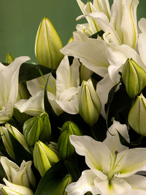 WHITE GRAPEFRUIT - BLISS FLOWER BOUTIQUE