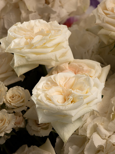 COCONUT - BLISS FLOWER BOUTIQUE