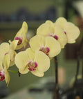 ROYAL ICING (ORCHIDS) - BLISS FLOWER BOUTIQUE