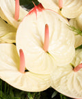 MALDIVES COCONUT SHORES - BLISS FLOWER BOUTIQUE