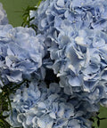 COTTON CANDY ICE CREAM - BLUE (13th - 17th October) - BLISS FLOWER BOUTIQUE