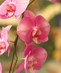 ROYAL ICING (ORCHIDS) - BLISS FLOWER BOUTIQUE