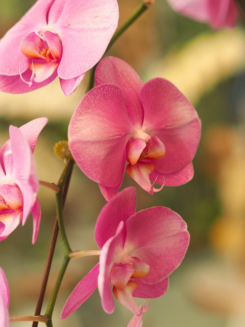 ROYAL ICING (ORCHIDS) - BLISS FLOWER BOUTIQUE