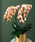 ROYAL ICING (ORCHIDS) - BLISS FLOWER BOUTIQUE