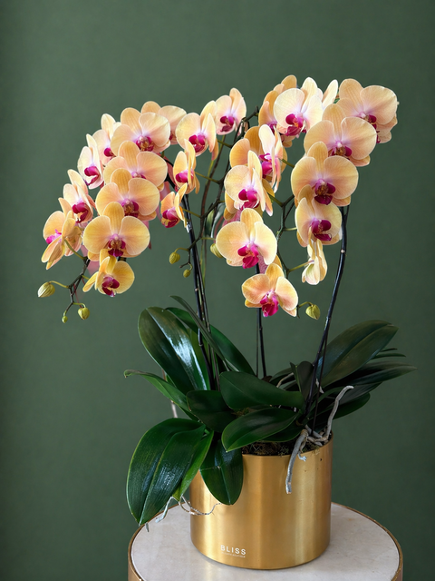ROYAL ICING (ORCHIDS) - BLISS FLOWER BOUTIQUE